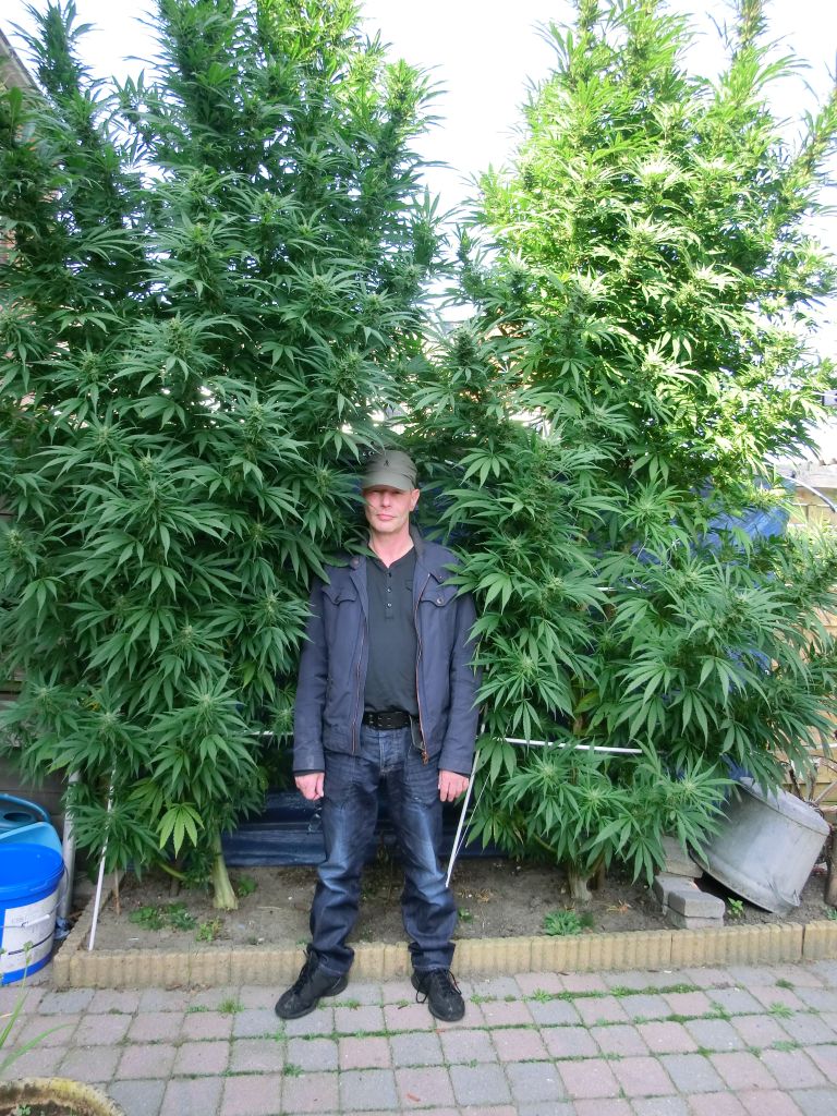 Choosing A Plant Shape For Your Marijuana Weedist