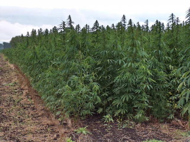 If Voters OK Hemp, Unclear if Farmers Would Grow It