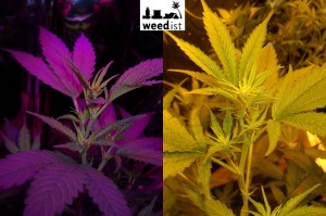 Day 8 flowering - RhinoGrow LED Grow Light Comparison