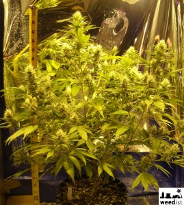 Day 26 flowering - HPS - RhinoGrow LED Grow Light Comparison