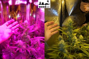 Day 26 flowering - RhinoGrow LED Grow Light Comparison