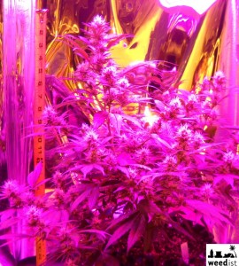 Day 26 flowering - LED - RhinoGrow LED Grow Light Comparison