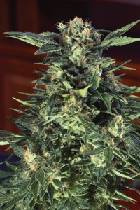 Pot Prices - November 2012