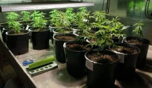 Man Sues Larimer Sheriff over Destroyed Medical Marijuana Plants After Acquittal | source: http://www.coloradoan.com/article/20121216/NEWS01/312160050/Man-sues-Larimer-sheriff-over-destroyed-medical-marijuana-plants-after-acquittal