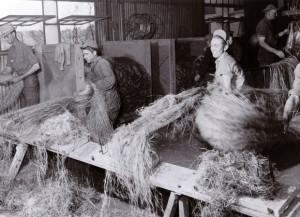 Advocates of Industrial Hemp Point to Kentucky's Past As Top Producer