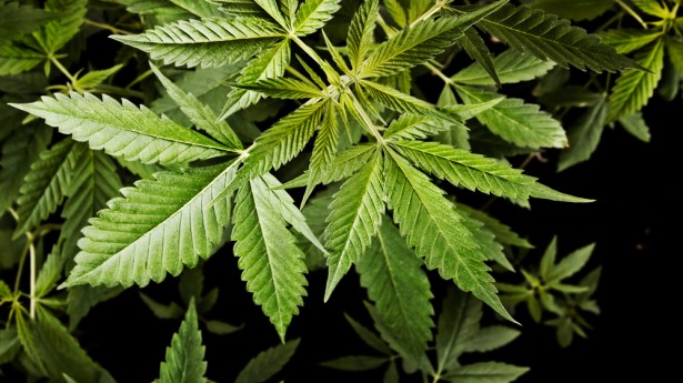 Rhode Island Lawmaker: Legalize Marijuana to ‘Reduce Crime’ and ‘Weaken ...