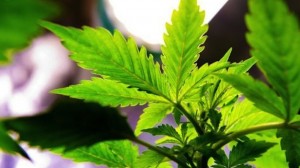 Marijuana Movement Following the Gay Rights Movement