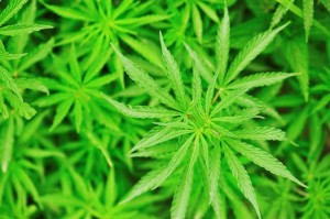 Why It's So Hard for Scientists to Study Medical Marijuana