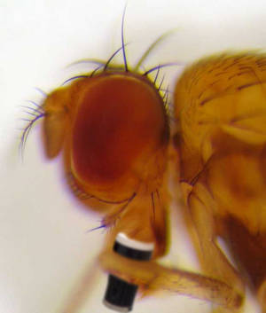 High Scientist: Drunk Flies Just Like Drunk People - Weedist