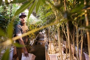 Too High To Fail: Inside Denver's Weed Boom