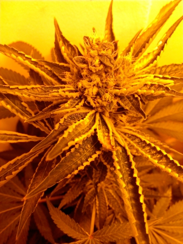 Prospero’s Grow Week 11: About Time to Start Flushing - Weedist