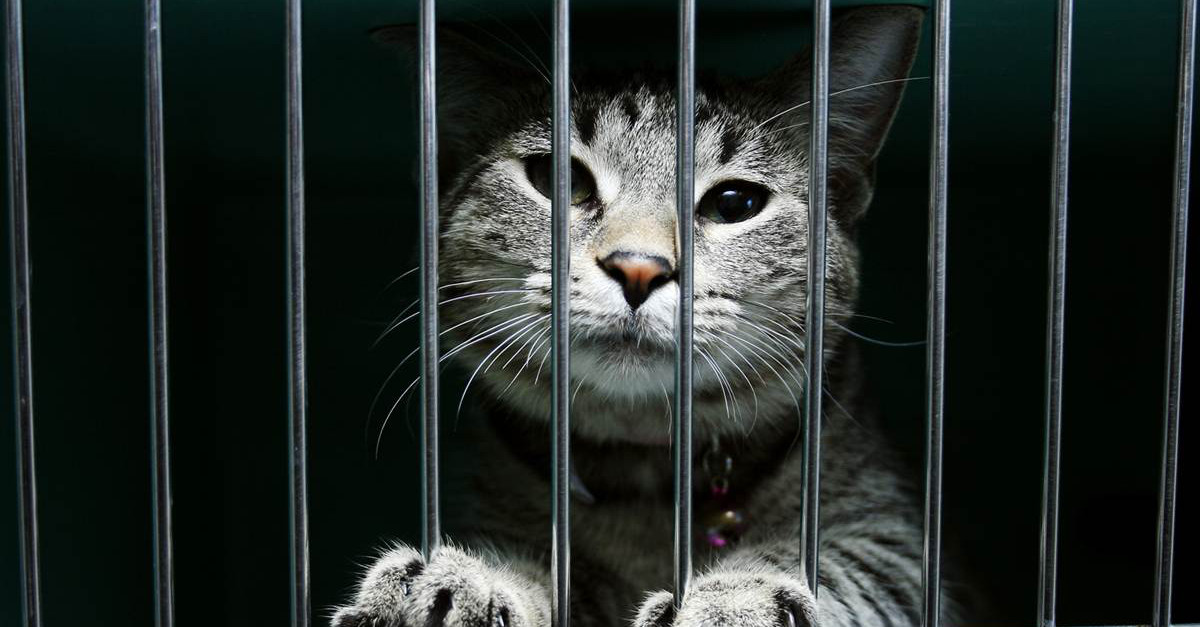 Cat Caught Smuggling Weed Into Prison - Weedist