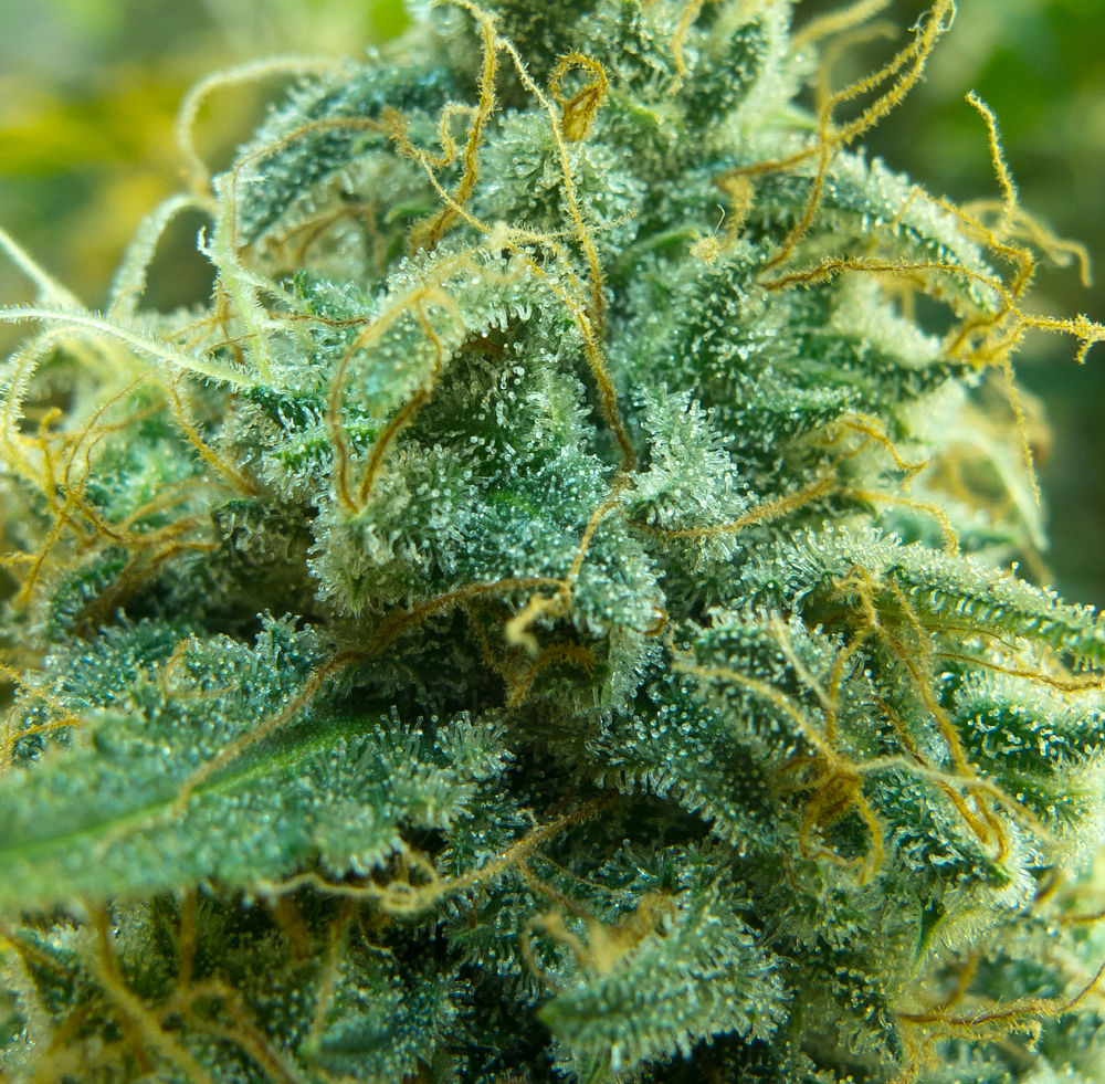 Cannabis 101 Checking Out Trichomes Weedist