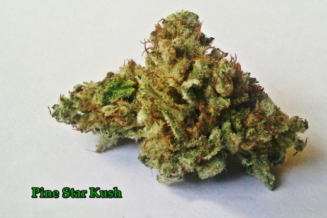 My Favorite Strains: Pine Star Kush, Source: Original Photography by Phe Harpha